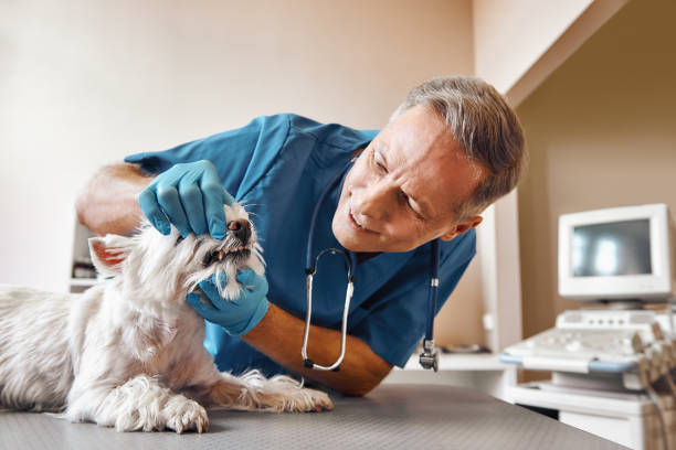 Best Emergency Dental Surgery in East Aurora, NY
